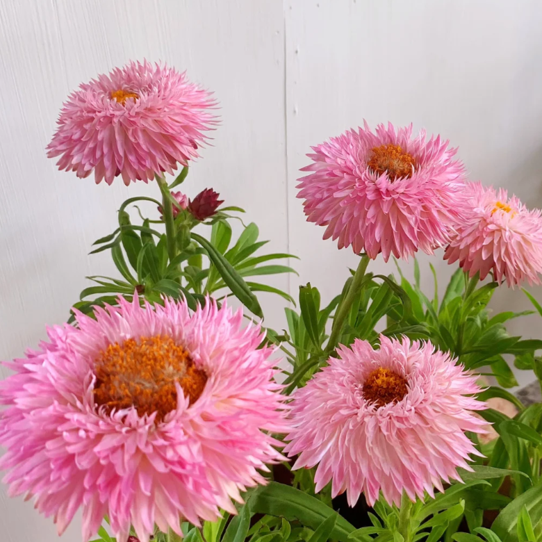 🌻Straw Chrysanthemum-Plantjoyfarm-best selling,Garden Seeds