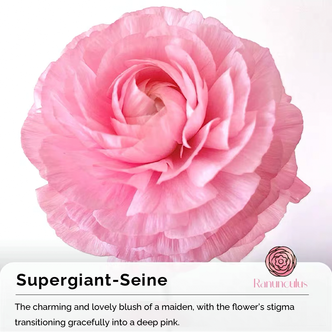 Ranunculus Seeds-Plantjoyfarm-Flower Seeds,flower bulb