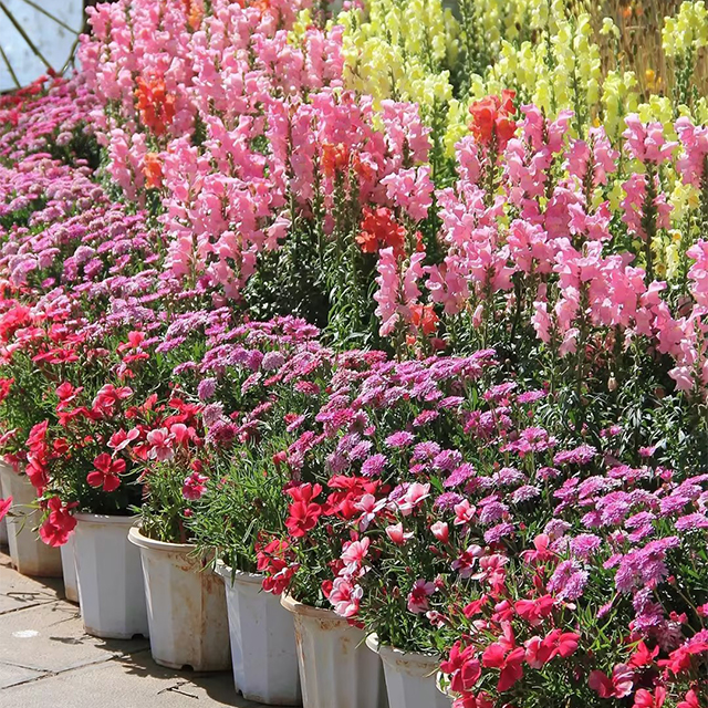 Dwarf Snapdragon  Seed Mixed-Plantjoyfarm-Flowers Seeds,Garden Seeds,best selling