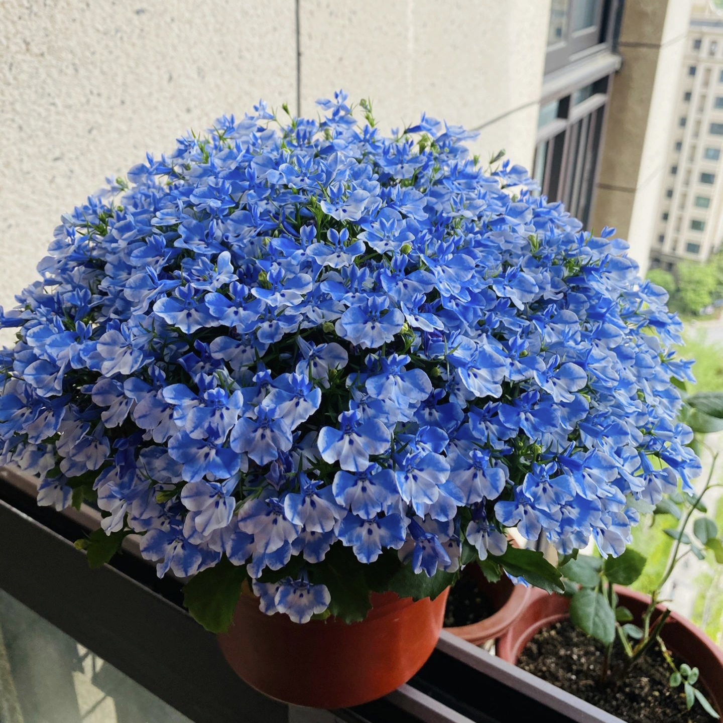 Lobelia Seeds - One of the best edging plants-Plantjoyfarm-Garden Seeds,Flowers Seeds,best selling
