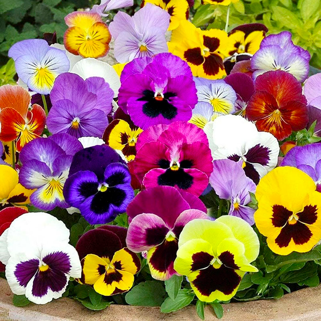 Pansy Seeds - Mix-Plantjoyfarm-Flower Seeds