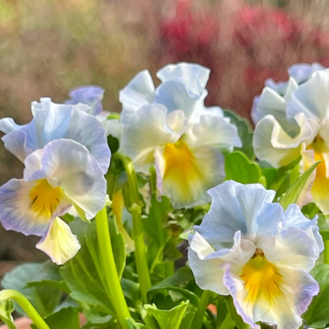 💐 Pansy Winter Elf Series - I Miss You Endlessly-Plantjoyfarm-best selling,Garden Seeds