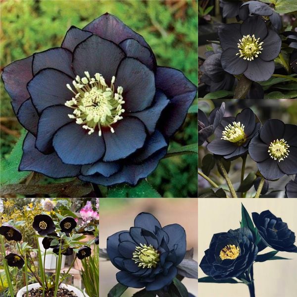 Honeymoon Hellebore, Christmas Rose-Plantjoyfarm-Flower Seeds,Garden Seeds,best selling