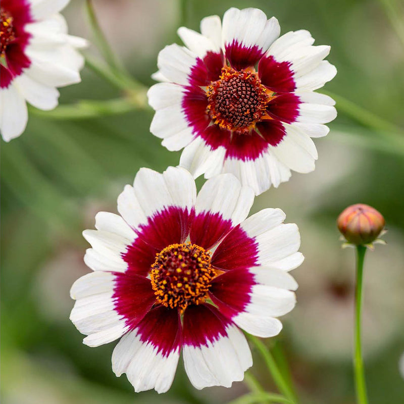 Coreopsis, Ruby Kiss-Plantjoyfarm-Garden Seeds,best selling