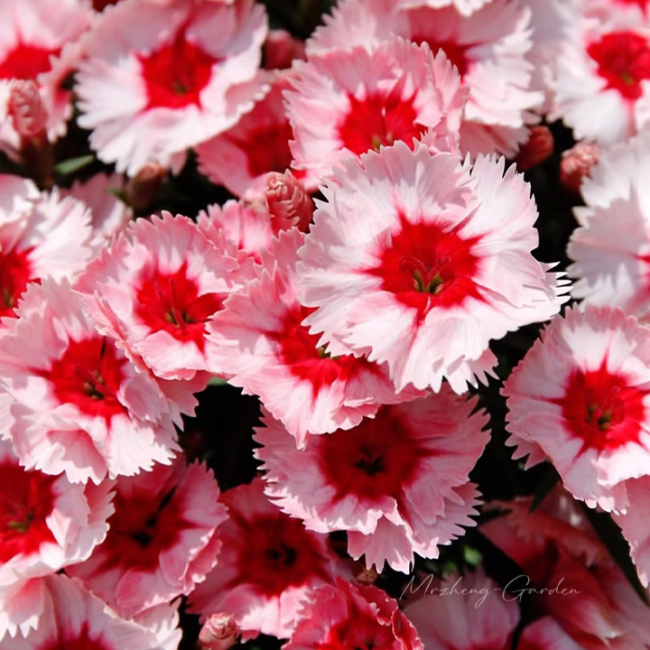 Strawberry Colored Dianthus Potted Plant-Plantjoyfarm-Garden Seeds,best selling