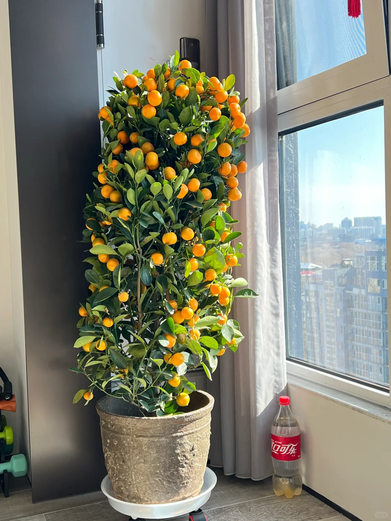 Kumquat Tree Seeds-Plantjoyfarm-Fruit Seeds,best selling