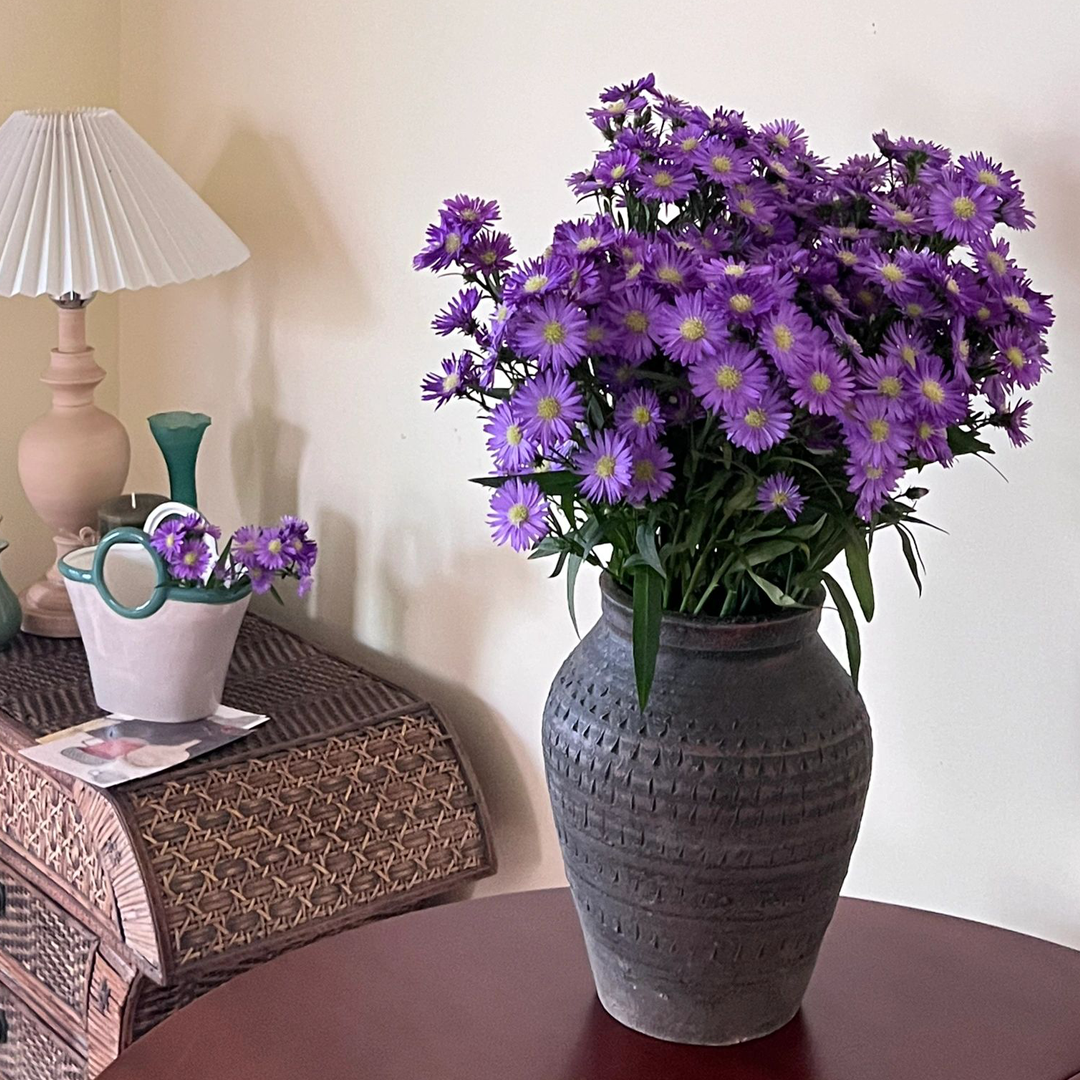 Aster Seeds- Purple Dome-Plantjoyfarm-Flower Seeds