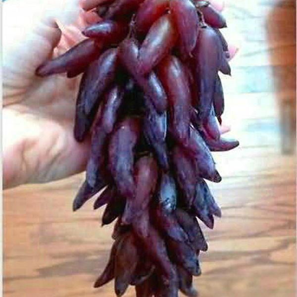 Advanced Finger Grape Fruit Seeds-Plantjoyfarm-Fruit Seeds,Grape,best selling