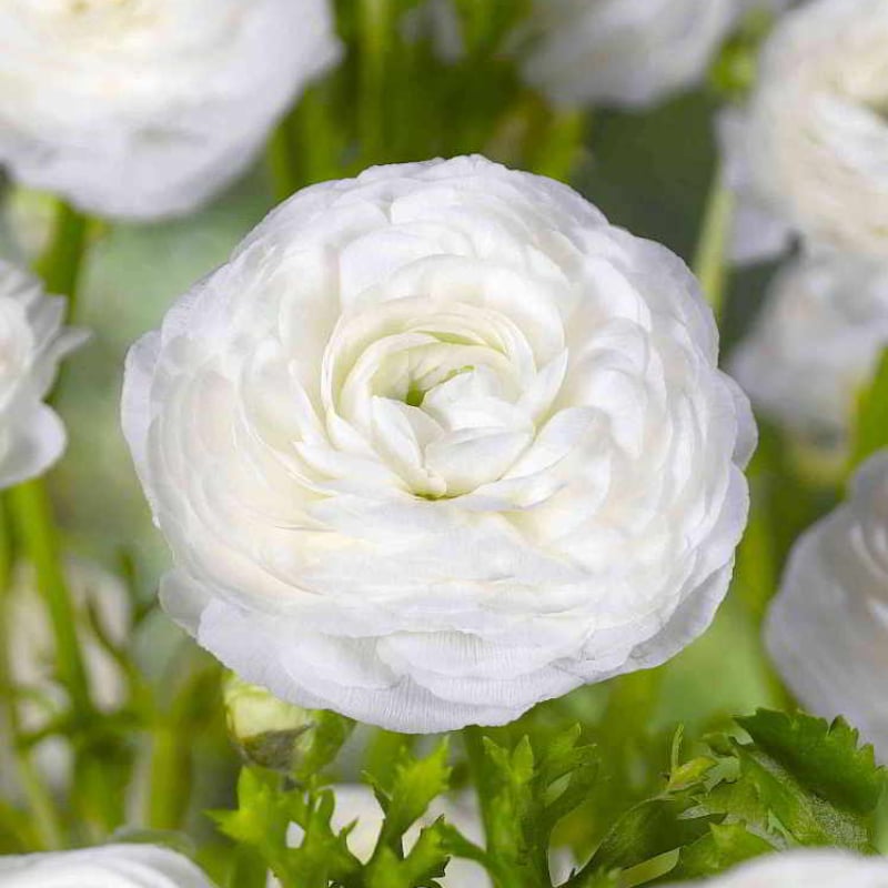 Multicolor Ranunculus Seeds-Plantjoyfarm-