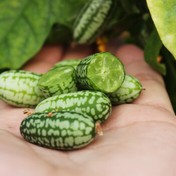 Thumb Watermelon Seeds 🍉-Plantjoyfarm-
