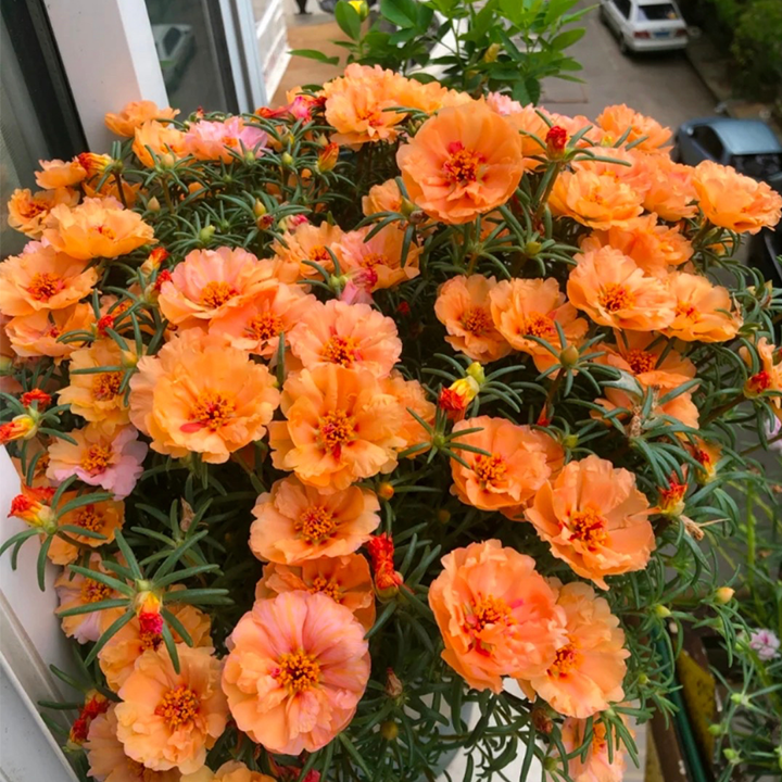 Heavy Petals Pine Leaf Peony-Plantjoyfarm-Garden Seeds,best selling