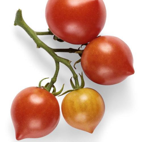 Tempting Tomatoes - Goodhearted-Plantjoyfarm-Fruit Seeds