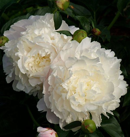 🌼Multi-Colored Carnation Seeds-Pure Love-Plantjoyfarm-Flower Seeds