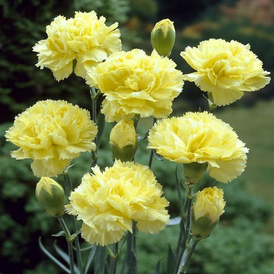 🌼Multi-Colored Carnation Seeds-Pure Love-Plantjoyfarm-Flower Seeds
