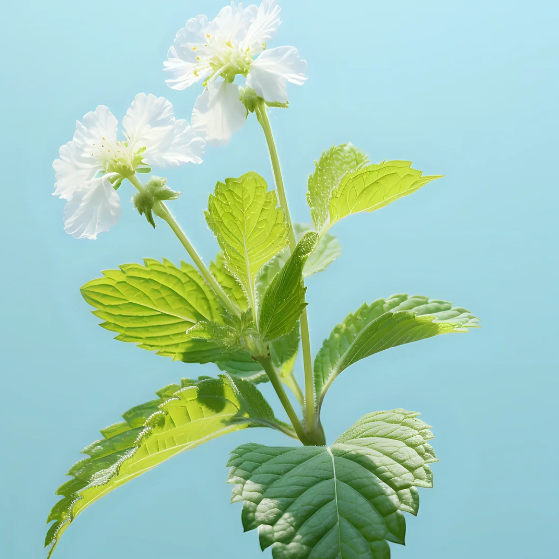 🍃The Latest Ornamental And Edible Mint Varieties-Plantjoyfarm-Garden Seeds,best selling