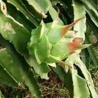 Multi-colored Dragon Fruit Seeds-Plantjoyfarm-Fruit Seeds,best selling