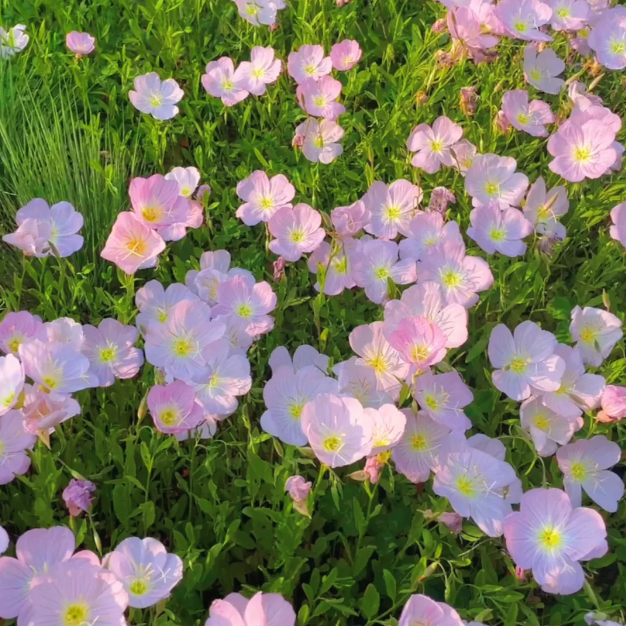 🌺Evening Primrose—Sea Of Pink Flowers-Plantjoyfarm-best selling,Garden Seeds
