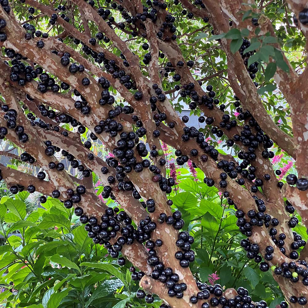 Jabuticaba-Plinia cauliflora-Tree Grape Seeds-Plantjoyfarm-