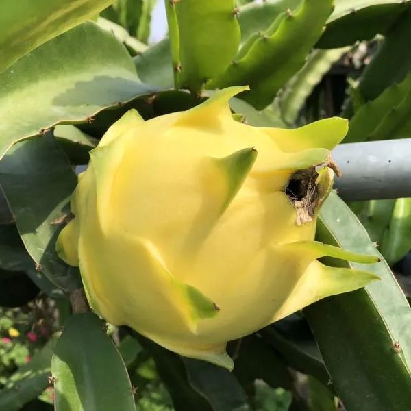 Multi-colored Dragon Fruit Seeds-Plantjoyfarm-Fruit Seeds,best selling