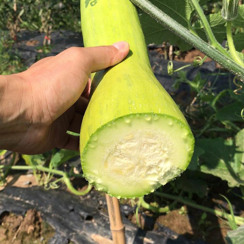 Chopping Melon Cut and Grow Melon Seeds-Plantjoyfarm-Vegetable Seeds,best selling