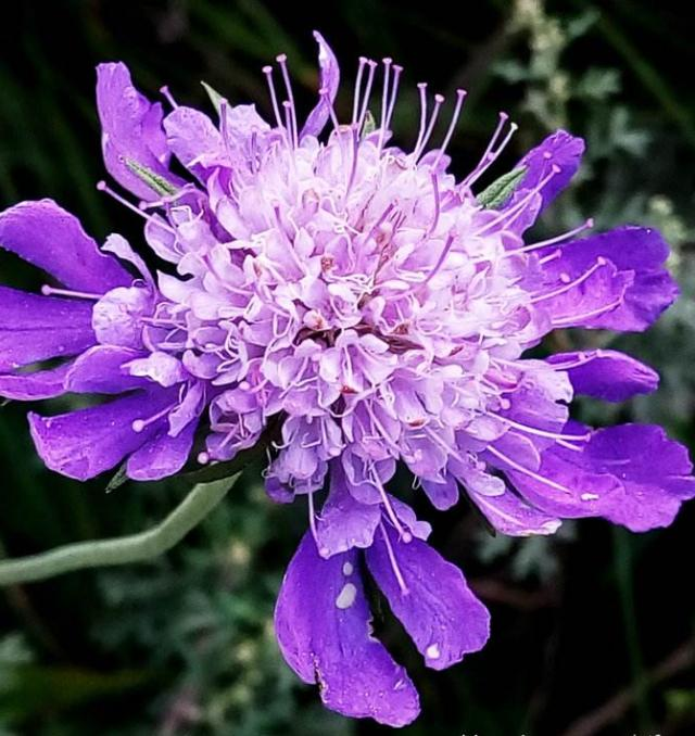 Scabiosa Comosa Seeds-Plantjoyfarm-Flower Seeds,Garden Seeds,best selling