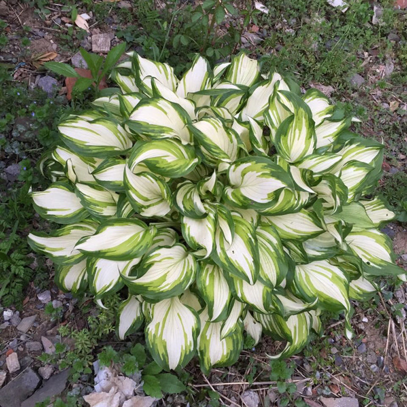 Mixed Hosta Perennials Flower Rare White Lace Lily Seeds-Plantjoyfarm-Garden Seeds,Flowers Seeds,best selling