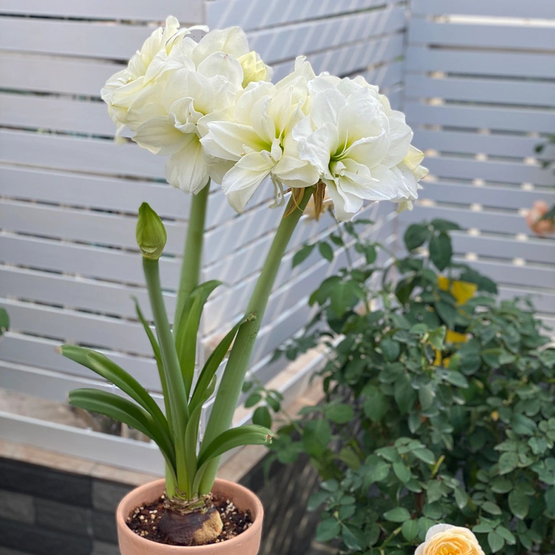 Amaryllis Bulbs - Afrey-Plantjoyfarm-flower bulb,Flower Seeds