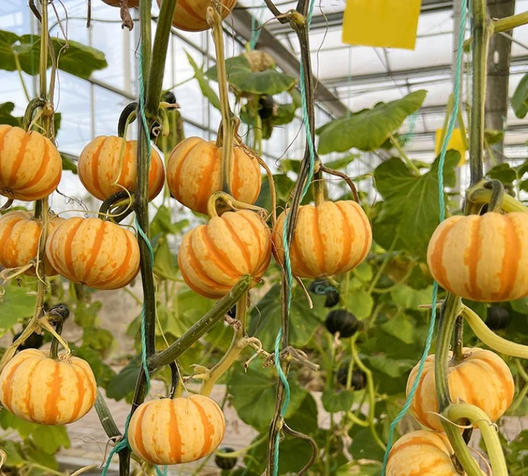 Yellow Beibei Pumpkin Sweet Glutinous BeiBei Mini Chestnut Pumpkin Seeds-Plantjoyfarm-Vegetable Seeds,best selling