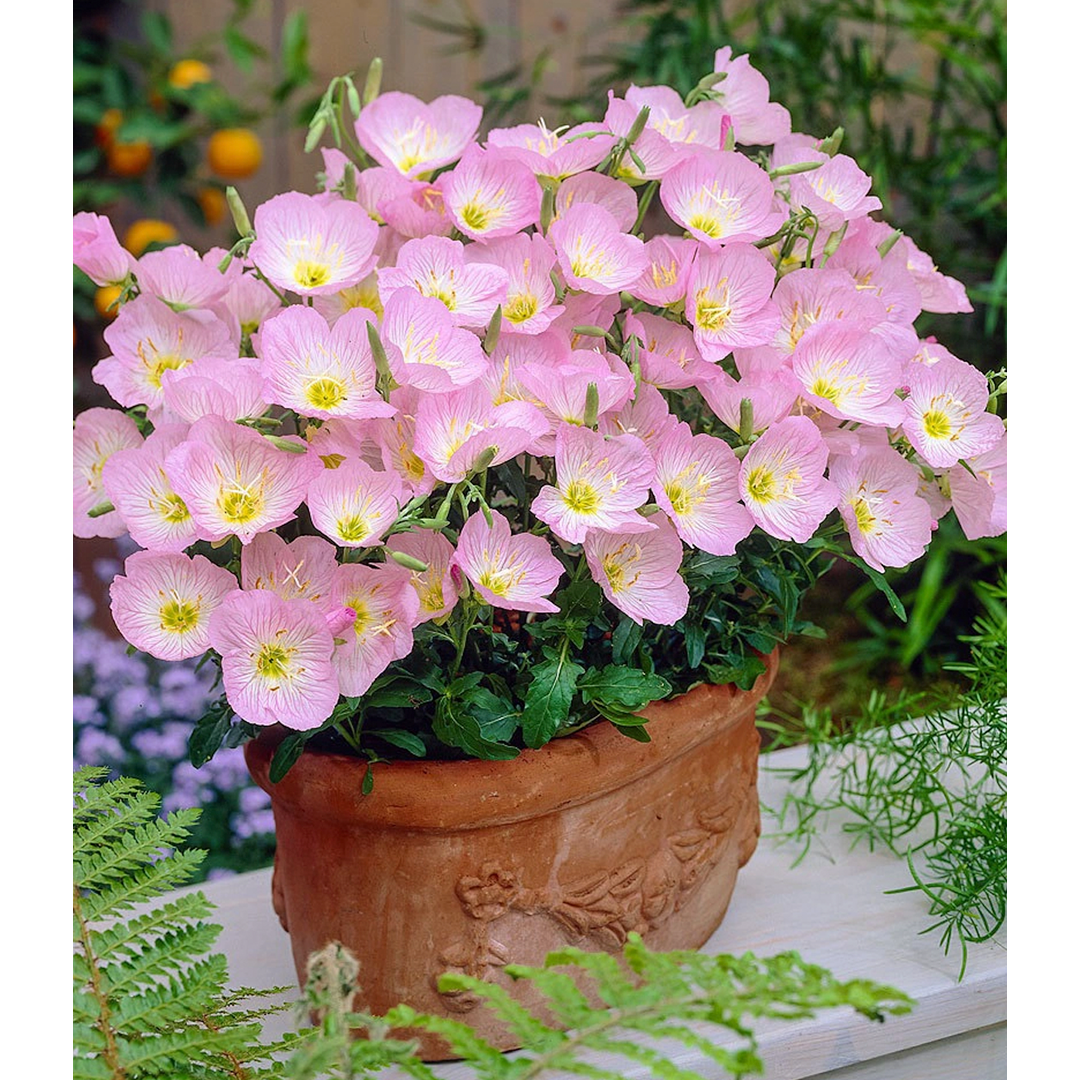 Showy Evening Primrose Seeds-Plantjoyfarm-Flower Seeds