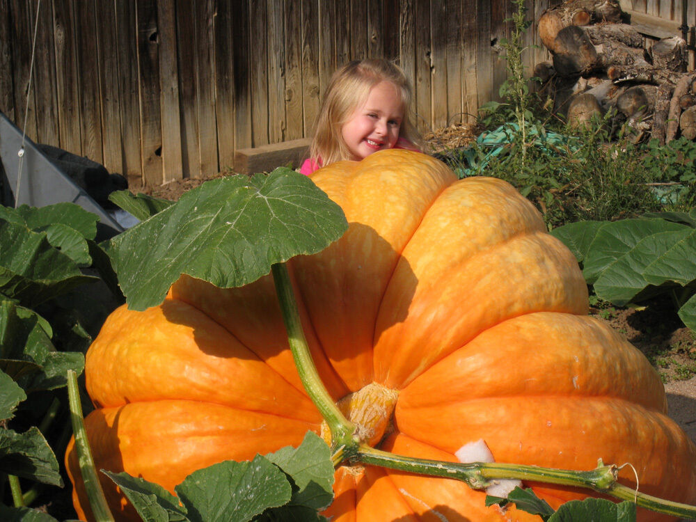 Giant Pumpkin Seeds-Plantjoyfarm-Vegetable Seeds,best selling