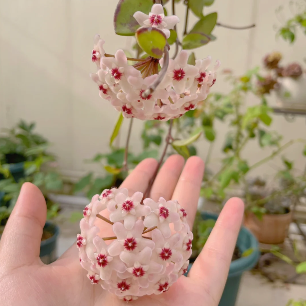 🌟Ball Orchid - Falling Stars From The Sky-Plantjoyfarm-best selling,Garden Seeds