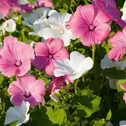 ROSE MALLOW SEEDS - MIXED COLORS-Plantjoyfarm-Garden Seeds,best selling