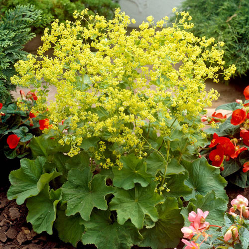 Robustica Lady's Mantle-Plantjoyfarm-Flower Seeds,Garden Seeds,best selling