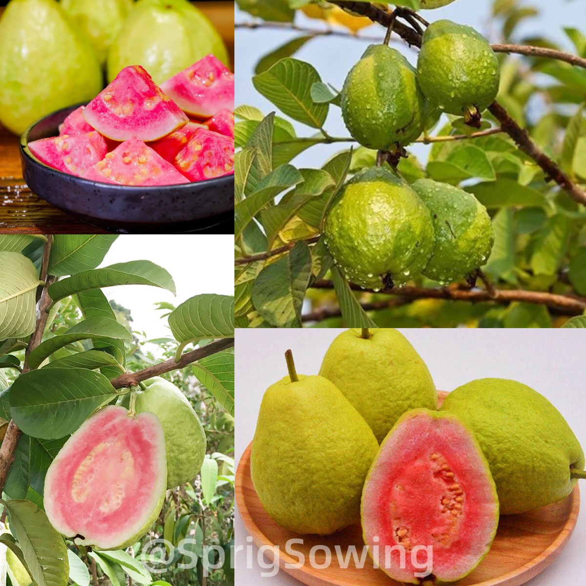 Ruby Guava Seeds-Plantjoyfarm-