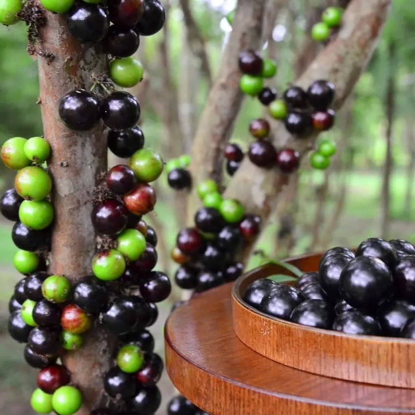 Jabuticaba-Plinia cauliflora-Tree Grape Seeds-Plantjoyfarm-Fruit Seeds,best selling