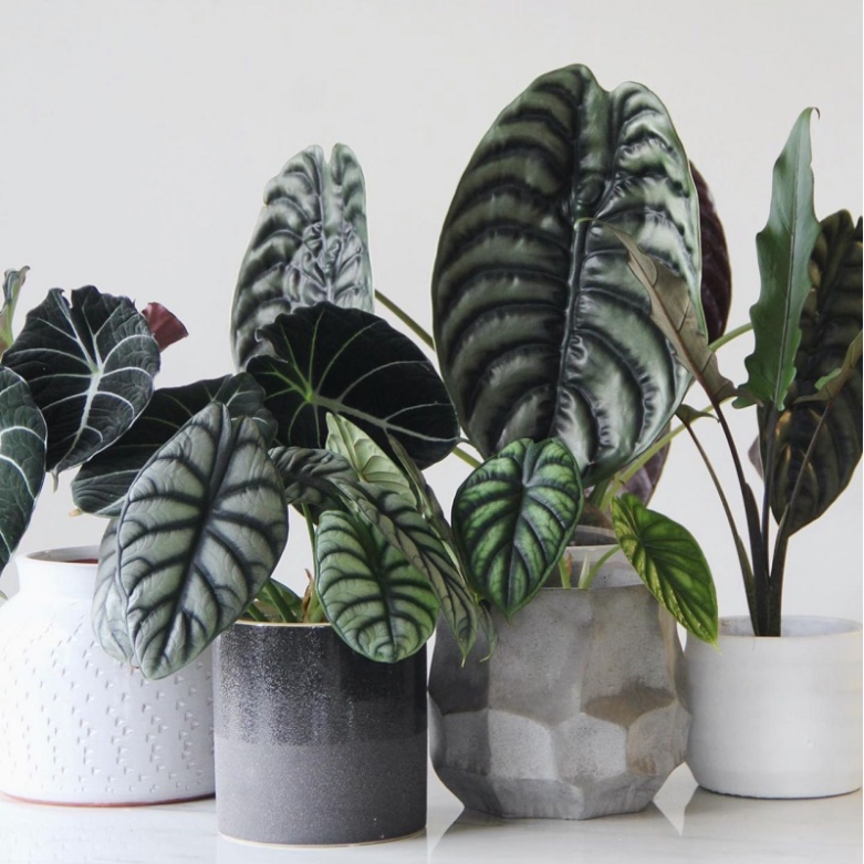 Alocasia baginda 'Silver Dragon' RARE Indoor and Outdoor Live Tropical House Plant-Plantjoyfarm-Garden Seeds,Flowers Seeds,best selling