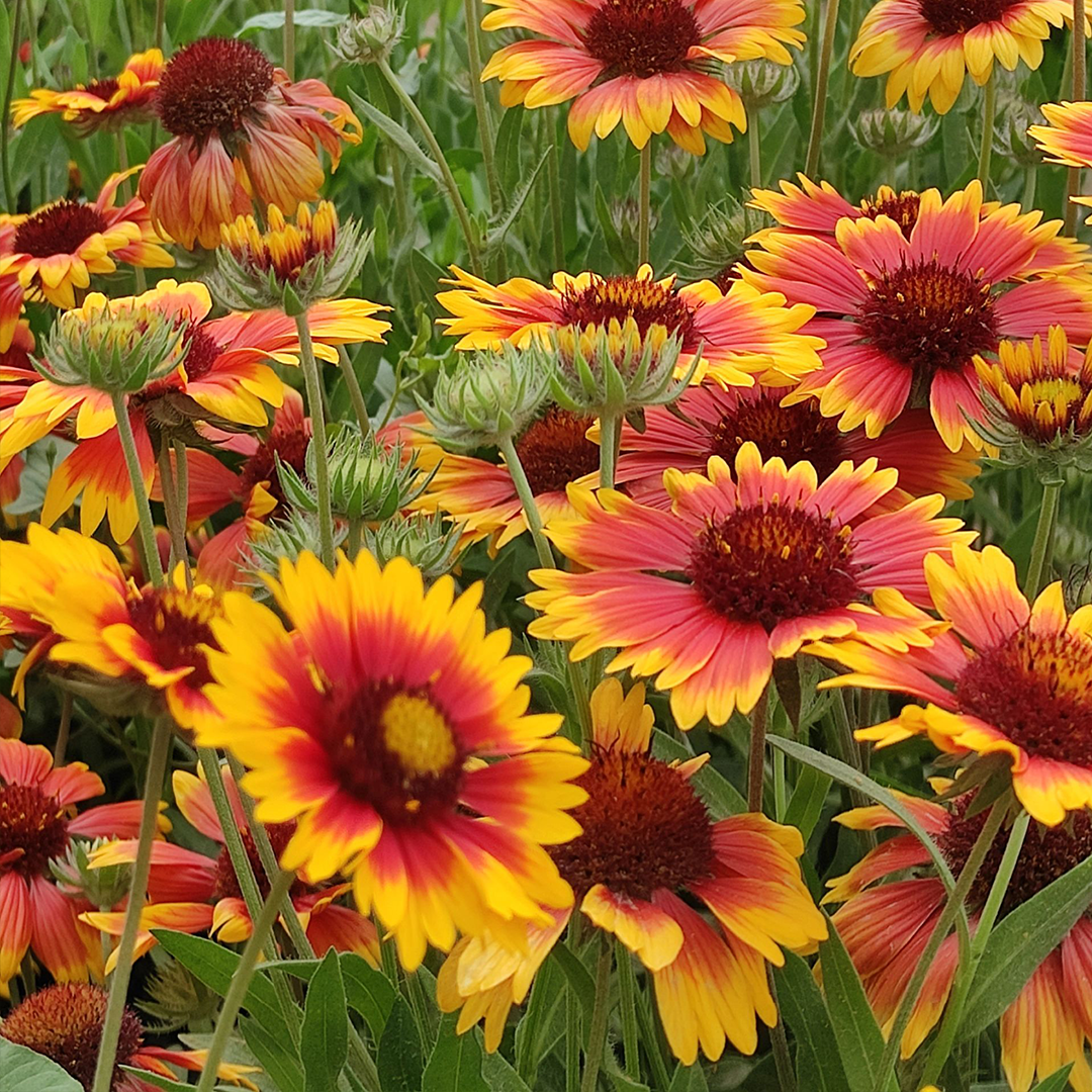 Blanket Flower Seeds-Plantjoyfarm-Flower Seeds