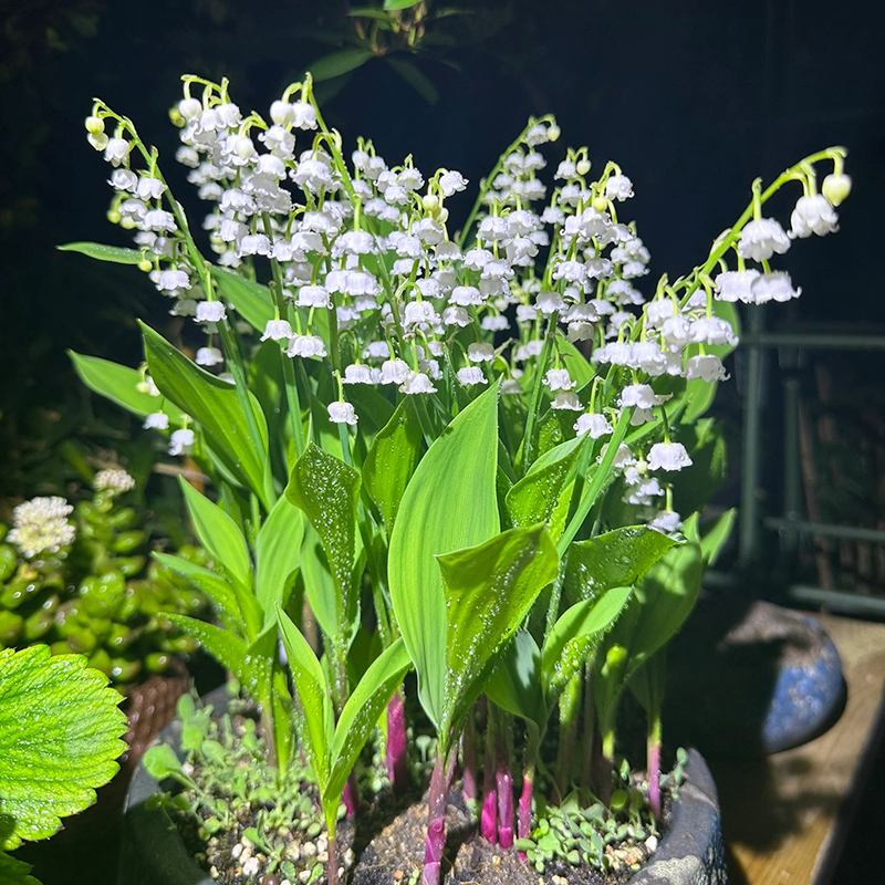 Lily of the Valley Roots-Plantjoyfarm-Flower Seeds