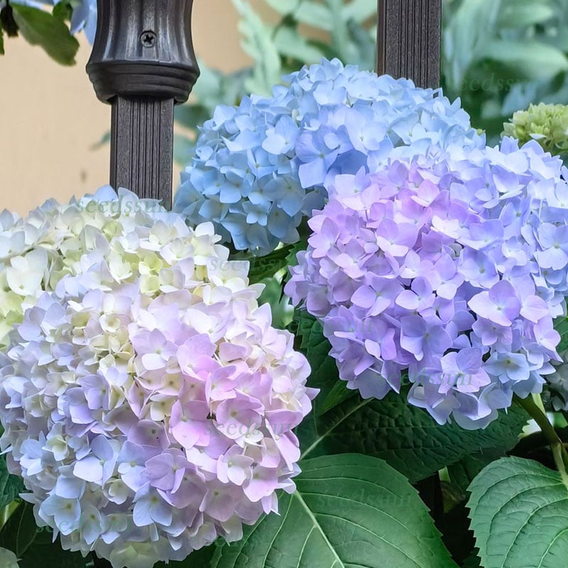 🔥Last Day 49%OFF - Colorful Giant Hydrangea Seeds-Perennial Flower Seeds