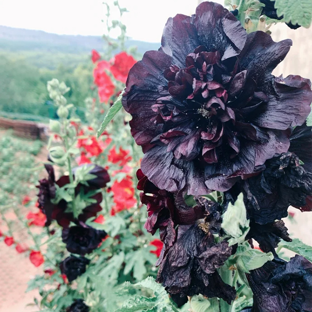 Last Day Sale - 50% OFF-🌸🌿Double Hollyhock Seeds-Plantjoyfarm-Garden Seeds,Flower Seeds,Flowers Seeds