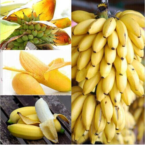 30pcs Dwarf Banana Seeds Bonsai Tree Tropical Fruit Seeds Balcony Home Plants-Plantjoyfarm-Garden Seeds,best selling
