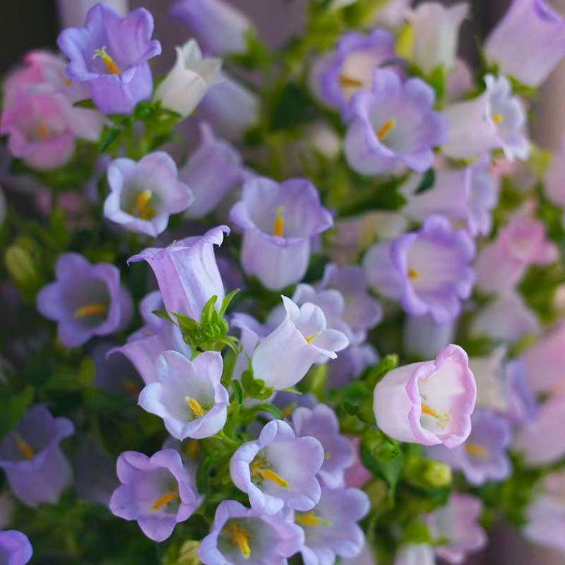 1000 Pcs Bellflower Seeds/Canterbury Bells Seeds-Plantjoyfarm-Flower Seeds
