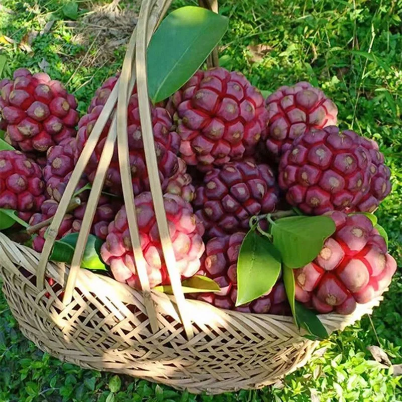 Black Tiger Seeds | Devil Fruit-Plantjoyfarm-Fruit Seeds,best selling