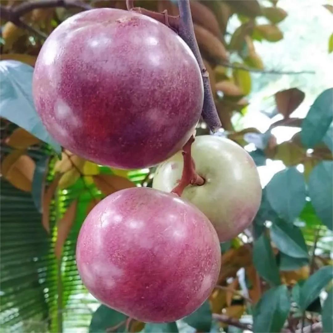 Milk Fruit Seeds - Star Apple✨Cold hardy varieties-Plantjoyfarm-
