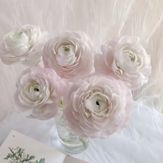 Buttercup Peony-Integrate Elegance And Luxury Into One-Plantjoyfarm-Garden Seeds,Flower Seeds,best selling