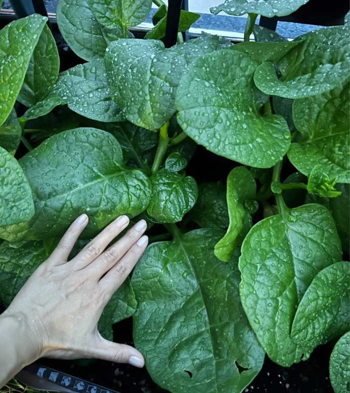 Basella Alba Seeds-Plantjoyfarm-Vegetable Seeds,best selling