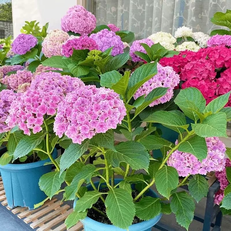 🔥Last Day 49%OFF - Colorful Giant Hydrangea Seeds-Perennial Flower Seeds