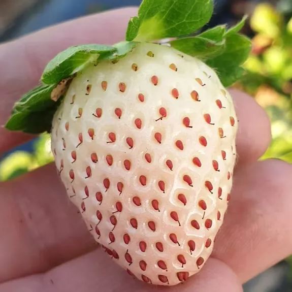 🍓White Strawberry Seeds(🪴Buy 3 Get 1 Free🌿Hardy and Pest-Resistant)-Plantjoyfarm-