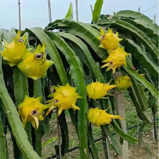 Multi-colored Dragon Fruit Seeds-Plantjoyfarm-Fruit Seeds,best selling