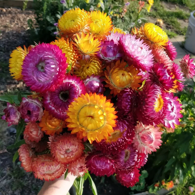 🌻Straw Chrysanthemum-Plantjoyfarm-best selling,Garden Seeds